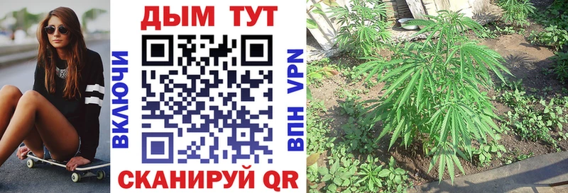 купить Борзя Бошки марихуана семена